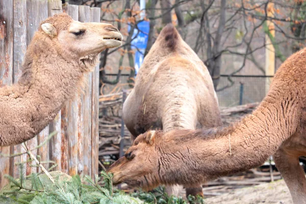 Camels Park Eat Green Branches Trees — Stockfoto