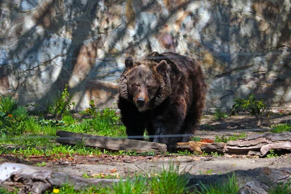 Big Brown Bear Wild Common Bear Mammal Bear Family One — Stock fotografie