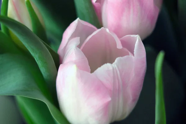 Bouquet Beautiful Tulips Blooming Flowers Congratulations Your Birthday Holiday — Fotografia de Stock