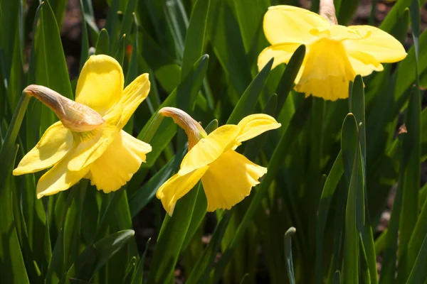 Yellow Flowering Nanrcisses Garden Spring — Photo