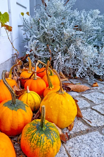 Yellow Small Pumpkins Harvest Autumn Preparing Halloween — Photo