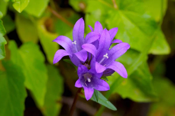 Beautiful Purple Flowers Grow Clearing Forest — Fotografia de Stock