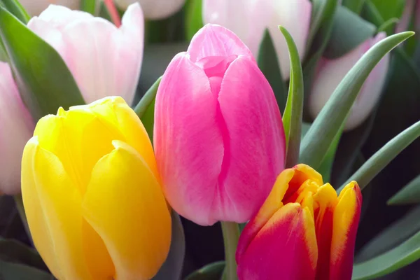 Bouquet Fresh Colorful Flowers Congratulations Holiday Bouquet Tulips — Fotografia de Stock