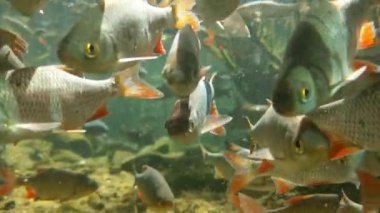 Gölette yüzen bir balık sürüsünün sualtı çekimi