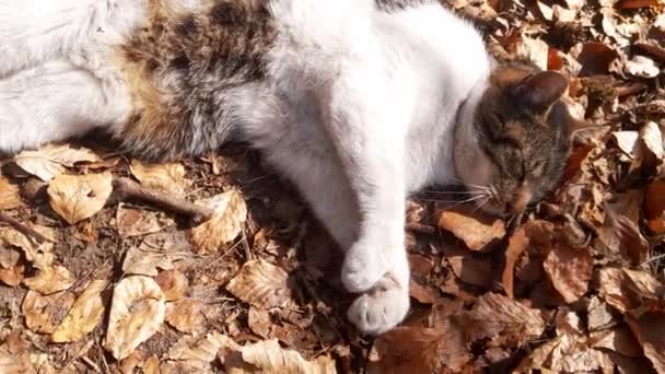Kočka Leží Žlutém Listoví Koších Slunci Přimhouřil Oči Krásná Zvířata — Stock video