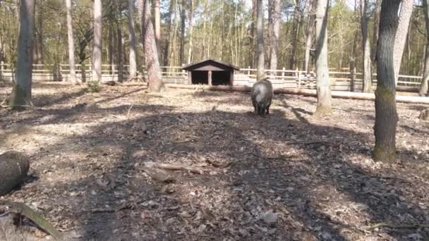 Les Sangliers Marchent Dans Forêt Automne Faune — Video