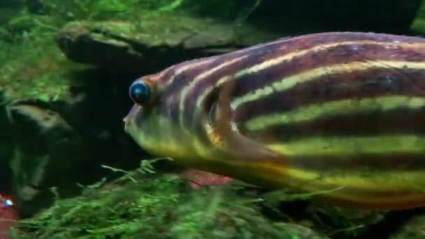 Exotic Aquarium Fish Swims Water Underwater Photography — Vídeo de stock
