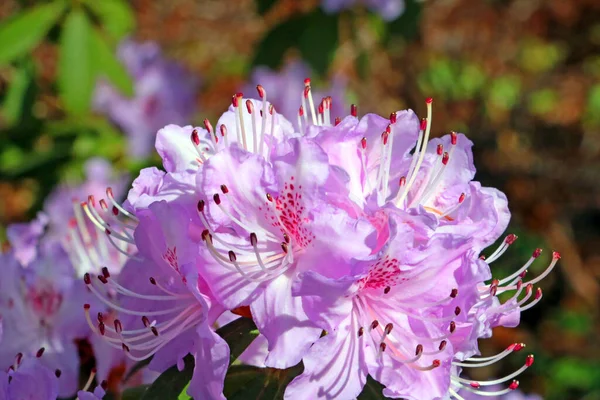 Close Branch Flowering Azalea Garden — Foto Stock