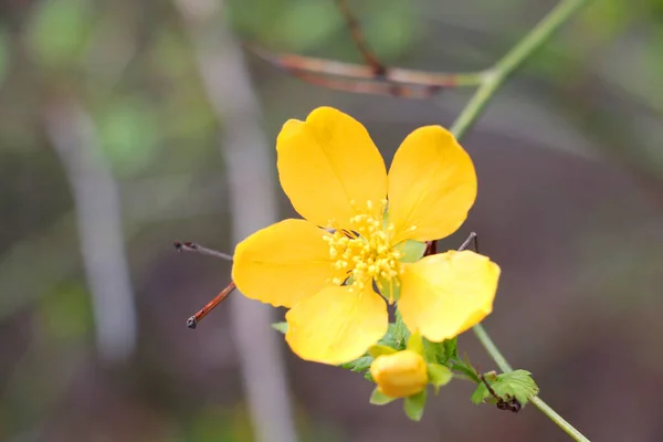 Close Yellow Flowering Wildflower — Stockfoto