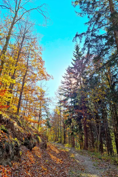 Uma Pitoresca Floresta Colorida Dia Ensolarado Outono — Fotografia de Stock