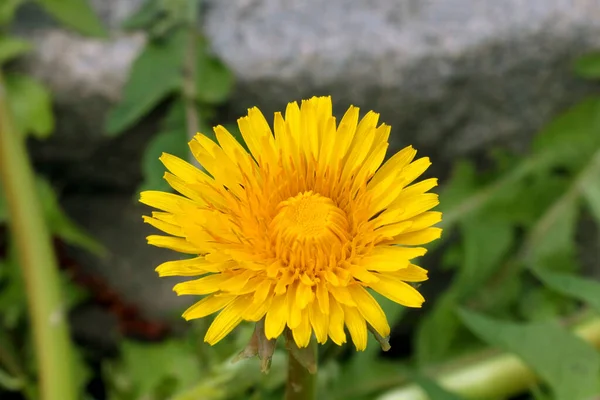 Close Dandelion Used Traditional Medicine — Stockfoto