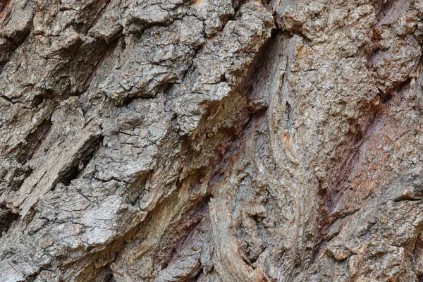 Große Graue Textur Der Baumrinde Hintergrund — Stockfoto