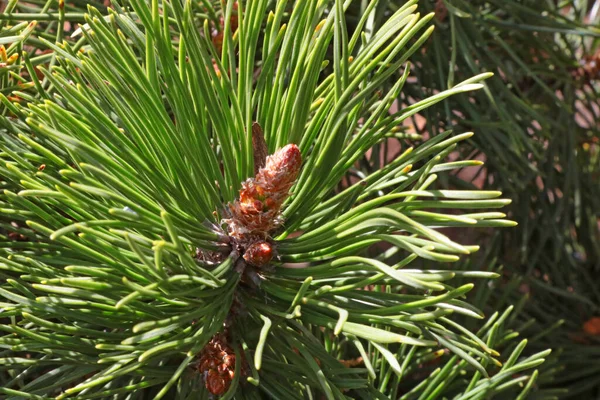 Close Young Green Pine Branch — Stockfoto
