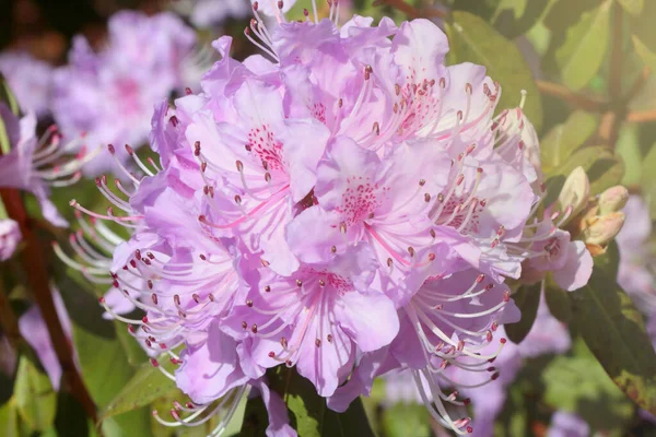 Close Flowering Azalea Branch Garden Spring — Foto Stock