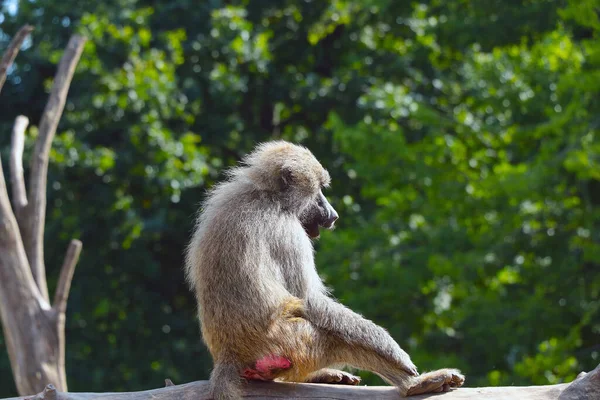 Monkey Sits Tree Park Wild Animals — Zdjęcie stockowe