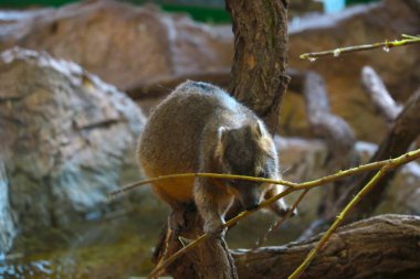 Seçici odaklanma. Kemirgen, genç bir ağaç dalı yiyor.