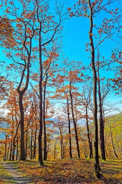 Uma Pitoresca Floresta Outono Dia Ensolarado — Fotografia de Stock