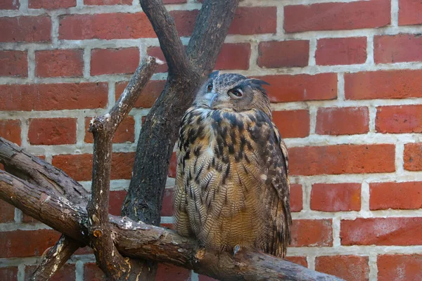 Beautiful Owl Sits Tree Wild Birds — Foto Stock