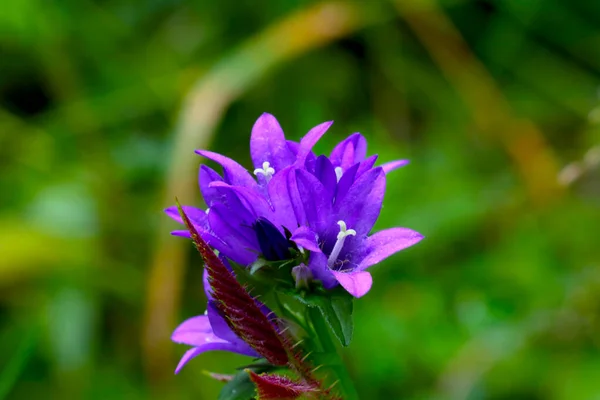 Kvetoucí Fialový Květ Louce Jaře — Stock fotografie