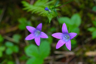 Yazın parkta açan güzel mor kır çiçekleri.