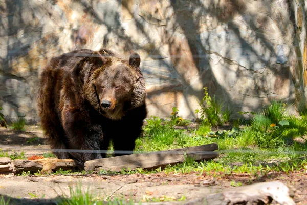 Close Large Brown Bear Forest Wildlife — Stock Photo, Image