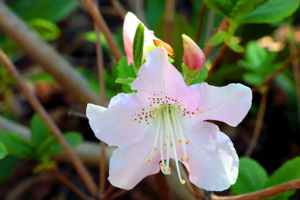 Ramo Novo Flores Rododendro Parque Mola — Fotografia de Stock