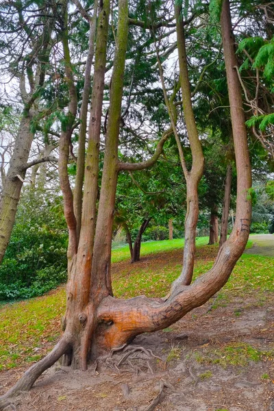 Uma Bela Árvore Interessante Cresce Parque Floresta — Fotografia de Stock