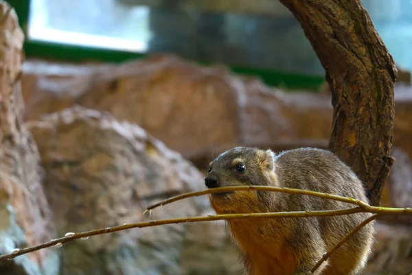 Selective Focus Wild Animal Eats Tree Branch Rodent — Stockfoto