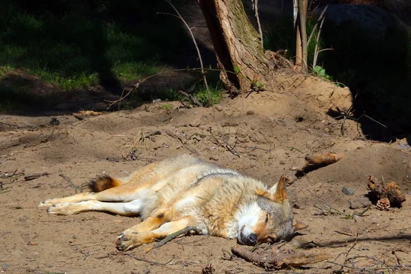 Wolf Lies Ground Basks Sun Forest — Stock Photo, Image