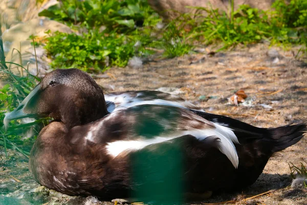 Wild Duck Basks Sun Park — Photo