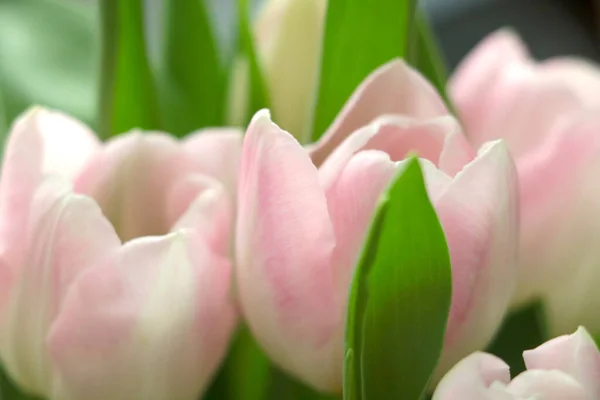 Zbliżenie Kwitnących Tulipanów Wiosną Ogrodzie — Zdjęcie stockowe