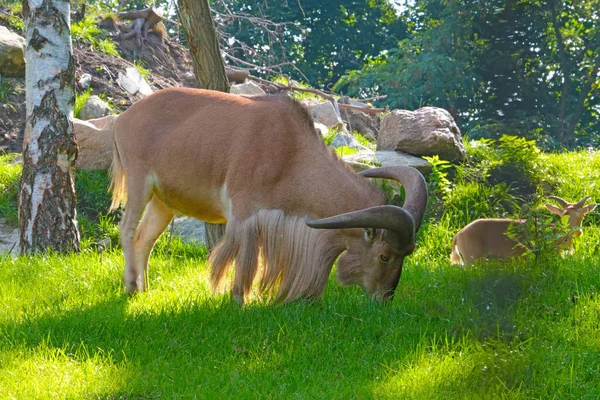 Beautiful Goat Large Horns Eats Green Grass Meadow — Stock Photo, Image