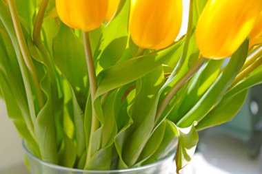 Vazoda çiçek açan güzel sarı laleler.