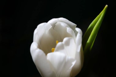 Siyah arka planda beyaz bir lalenin çiçek açan tomurcuğu.