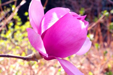 Close-up of a flowering rhododendron branch in the garden in the spring