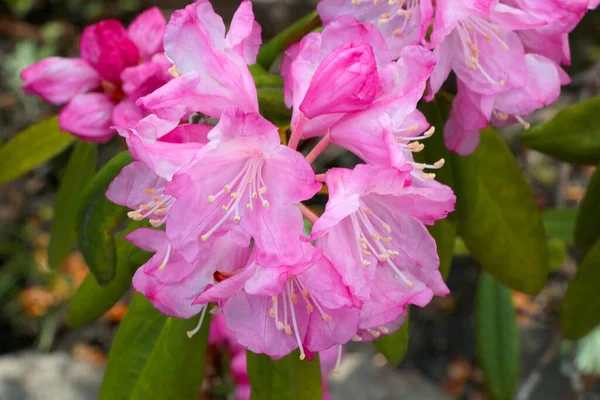 Bright Flowering Branch Azalea Park Spring — Foto Stock