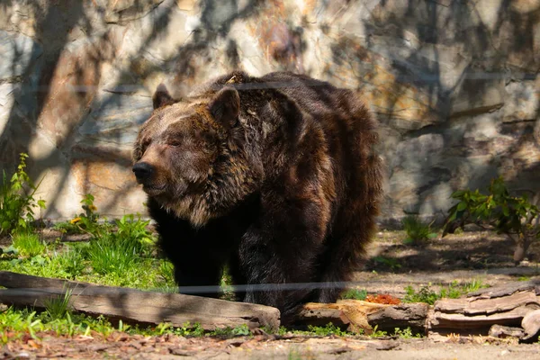 Крупним Планом Великий Коричневий Ведмідь Дикій Природі — стокове фото