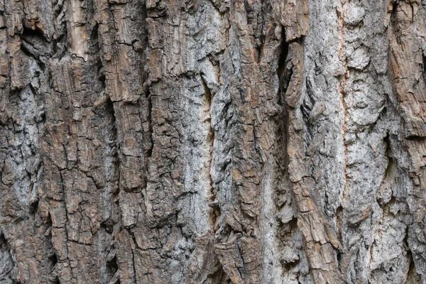 Серая Текстура Коры Дерева Лесу Деревянный Фон — стоковое фото