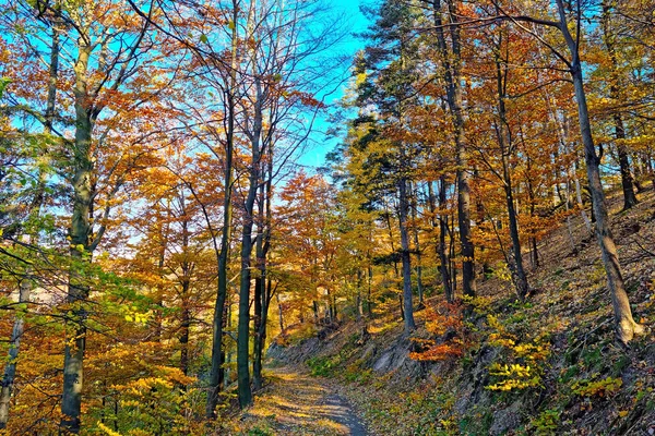 Picturesque Forest Sunny Autumn Morning Yellow Red Green Leaves Trees — Stockfoto