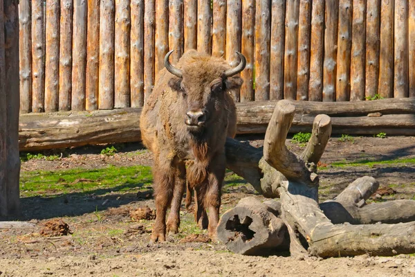 Vista Bisonte Natureza Grande Mamífero Artiodáctilo Gênero Bison — Fotografia de Stock