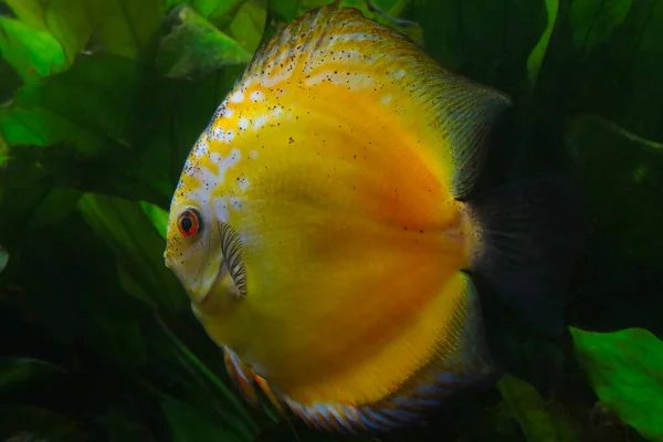 Yellow Beautiful Fish Swims Water Underwater World — Stok fotoğraf
