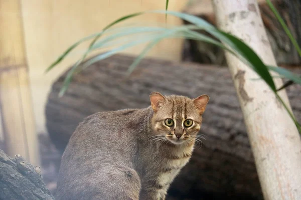 Close Grande Gato Selvagem Com Grandes Olhos Verdes — Fotografia de Stock