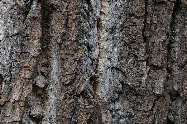 Gray Texture Tree Bark Forest Tree Background — стоковое фото