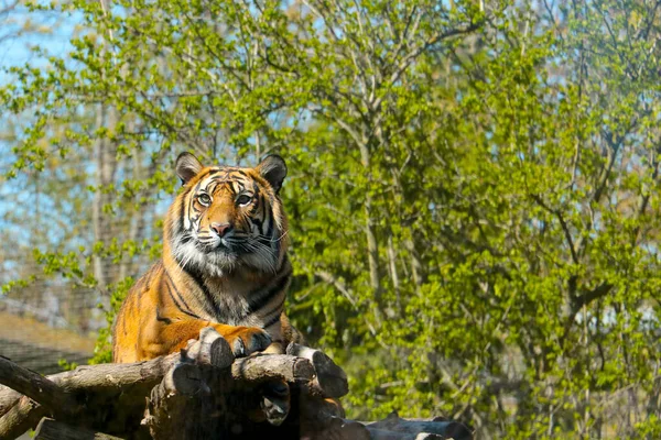 Close Beautiful Tiger Wild — Stock Photo, Image