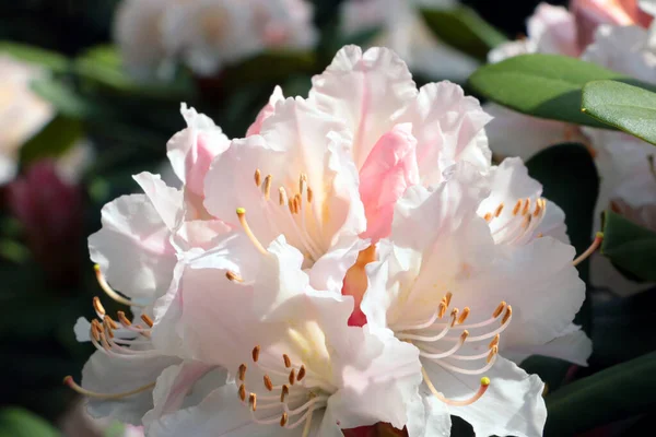 Close Blooming Azalea Branch Garden Spring —  Fotos de Stock
