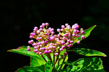 Güzel, genç, çiçekli bir çalılık. Siyah bir arka planda.