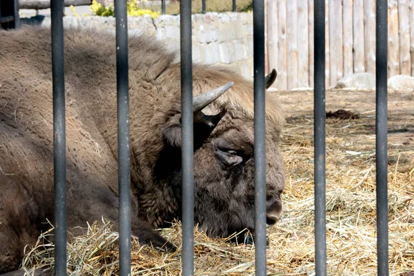 Cage Lies Bison Animal Park Rescue Wild Animals Rehabilitation — Stockfoto