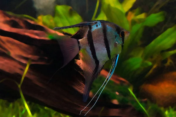 Peixe Anjo Comum Uma Espécie Peixe Família Cichlidae — Fotografia de Stock