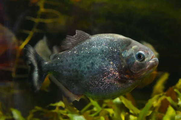 Bottom Reservoir Swims Piranha Fish — Stock Fotó