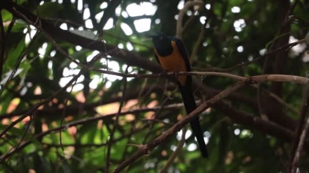 Beautiful Bird Sits Tree Branch Birdsong — Vídeo de Stock